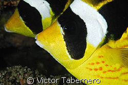 Halfmoon Butterflies, always together!! by Victor Tabernero 